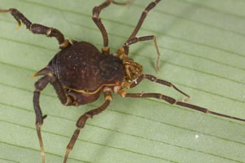 Media type: image;   Invertebrate Zoology 140068